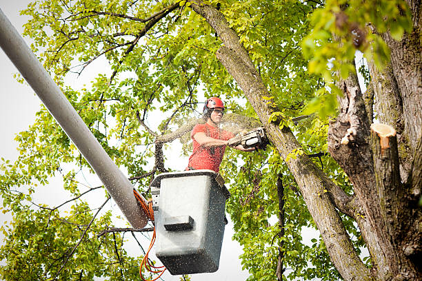 Best Affordable Tree Service  in Williamsburg, KY